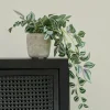 CALATHEA Plante Suspendue Gris, Vert, Mauve