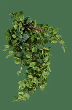 FITTONIA Guirlande Feuilles Vert