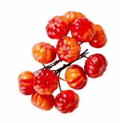 FOAM Branches D'églantier Rouge