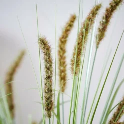 GRASS Hampe De Roseau Vert