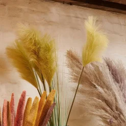 GRASS Panicule De Roseau Vert