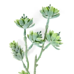 LAGURUS Lagure Ovale Naturel