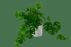 MONSTERA Plante Diverses Couleurs, Blanc, Vert
