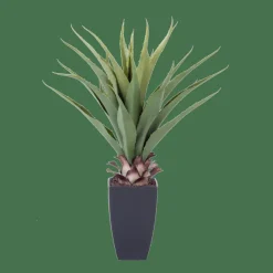 VERA Aloe Vera Vert