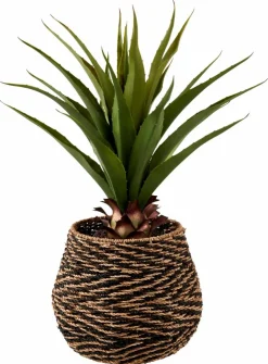 VERA Plante Grasse Sur Tige Vert